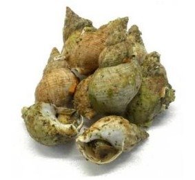 Bulots cuits 高风险召回